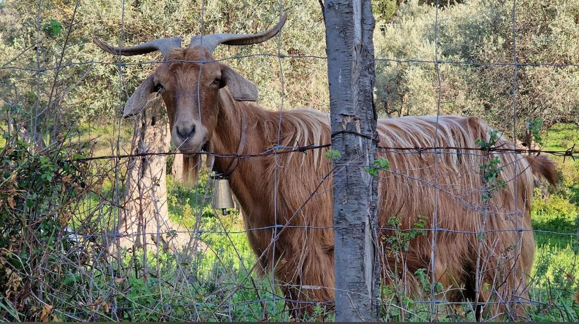 Agriturismo Serre 圣亚加塔·迪·米利特 外观 照片