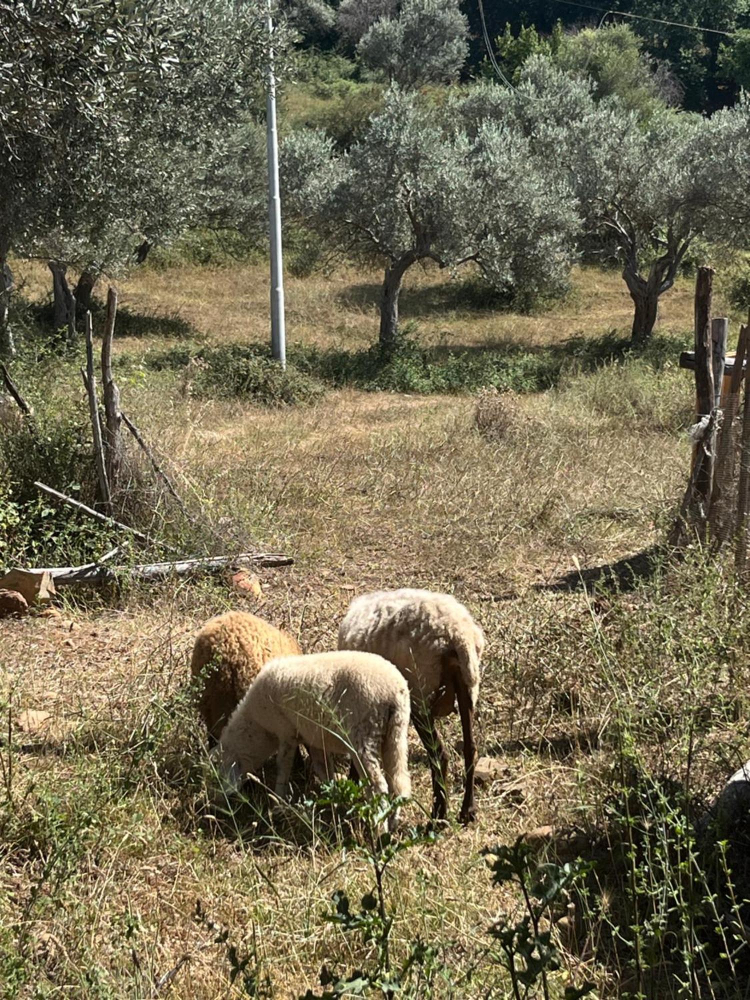 Agriturismo Serre 圣亚加塔·迪·米利特 外观 照片